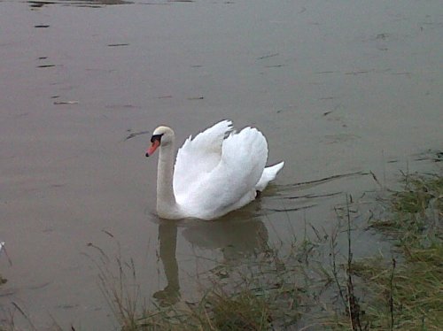 Swan on River Orwell